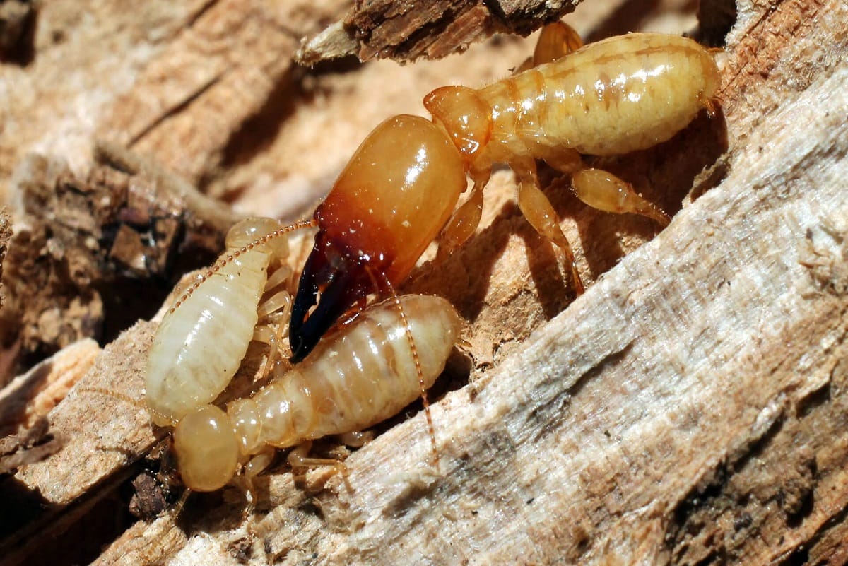 termite pest control termite pest control